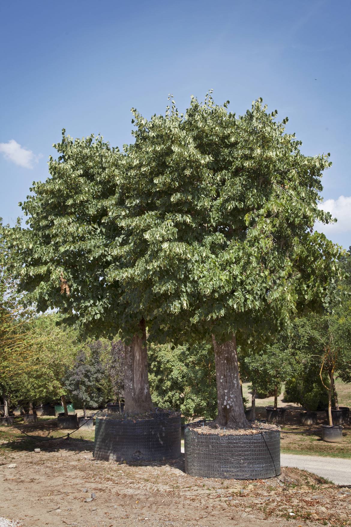 Tilia-hybrida-argentea-CarloVigni_9563_1.jpg