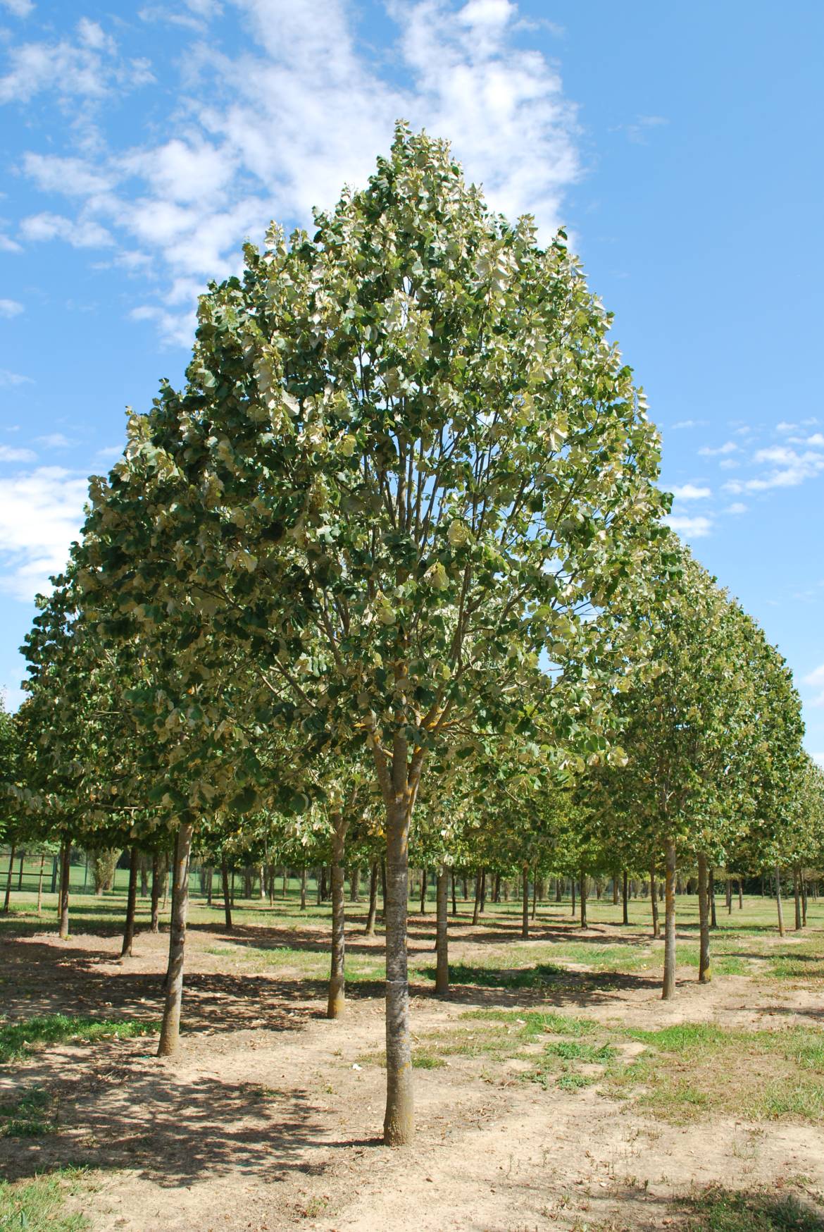 Tilia-tomentosa-Brabant.jpg