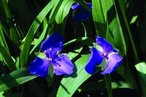 tradescantia-cyanotis