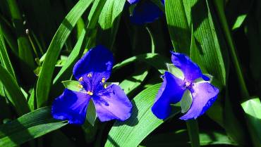 TRADESCANTIA-CYANOTIS