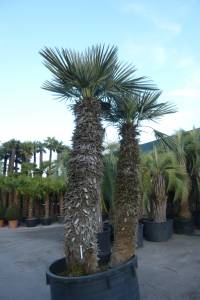 trithrinax