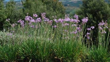 TULBAGHIA