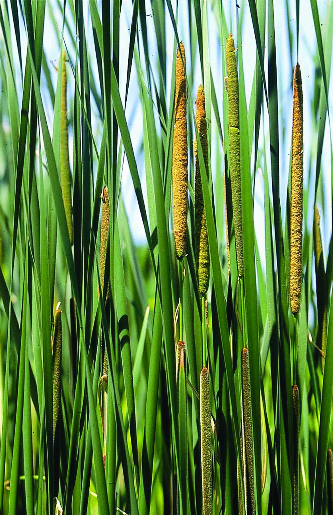 Typha-angustifolia.jpg
