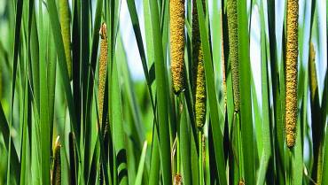 TYPHA