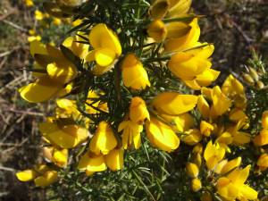 ulex