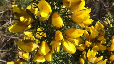 ULEX