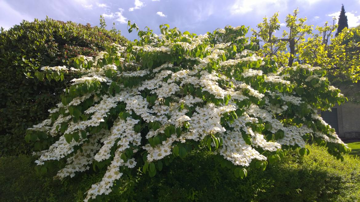 VIBURNUM-PLICATUM-LANARTH.jpg