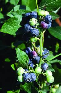 mirtillo-blueberries-myrtilles