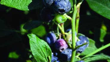 MIRTILLO / BLUEBERRIES / MYRTILLES