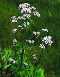 VALERIANA