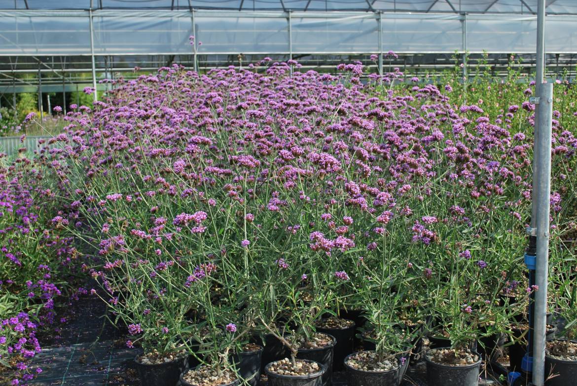 Verbena-bonariensis.jpg