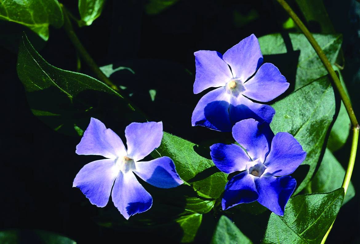 Vinca-major.jpg
