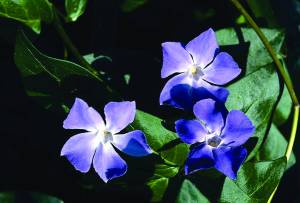 VINCA