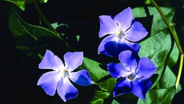 VINCA