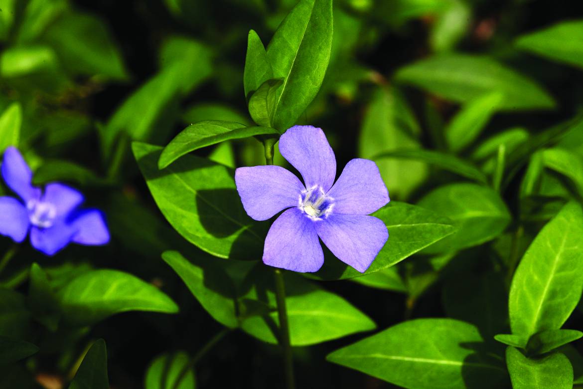 Vinca-minor_0003.jpg