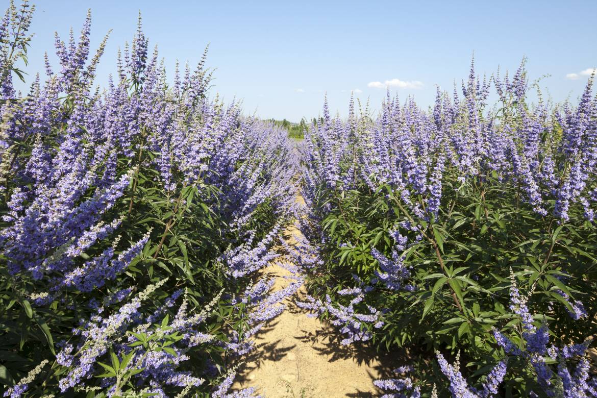 Vitex-agnus-castus-latifolia-_MG_9904.jpg