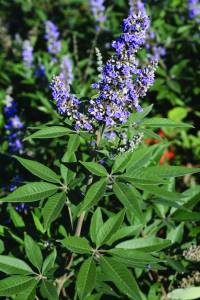 vitex