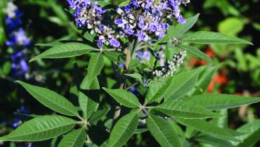 VITEX