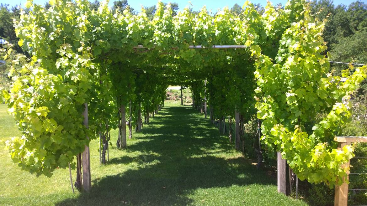 Vitis-vinifera-1.jpg