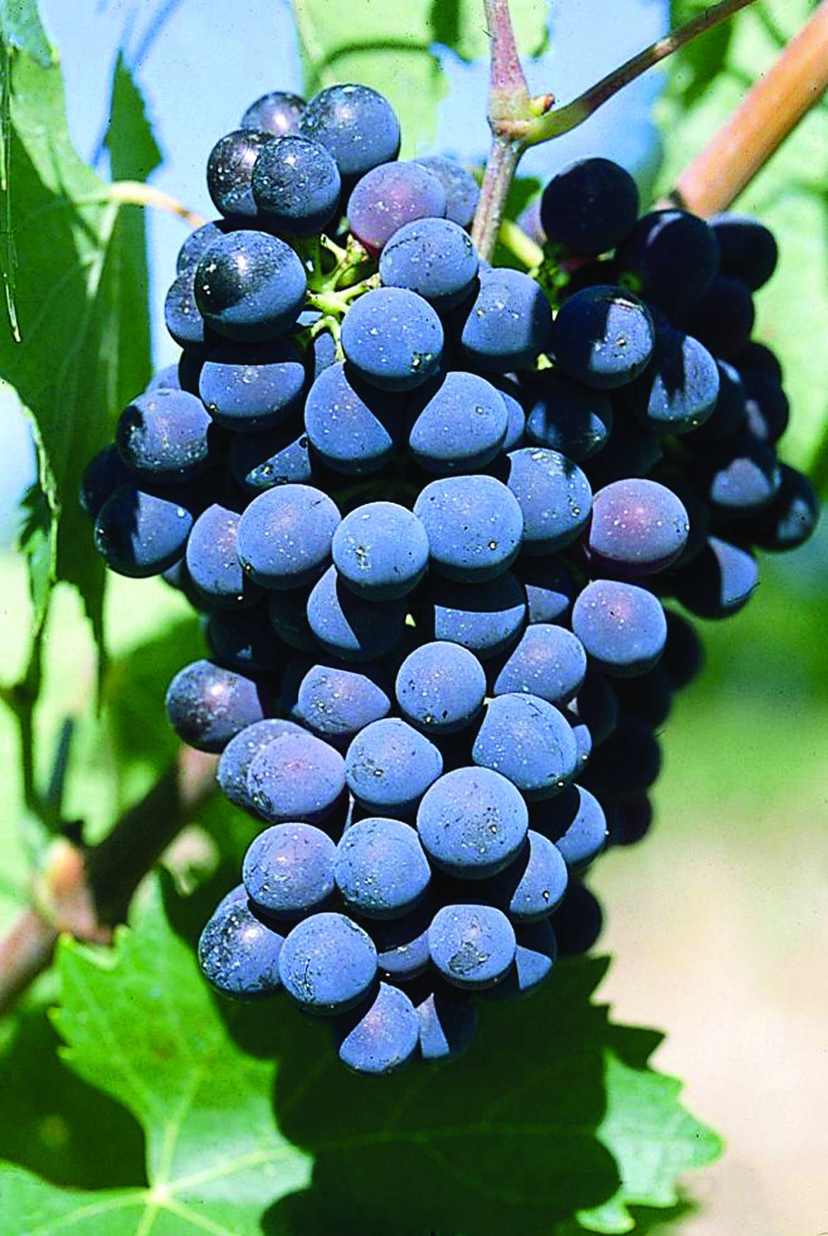 Vitis-vinifera-Sangiovese.jpg