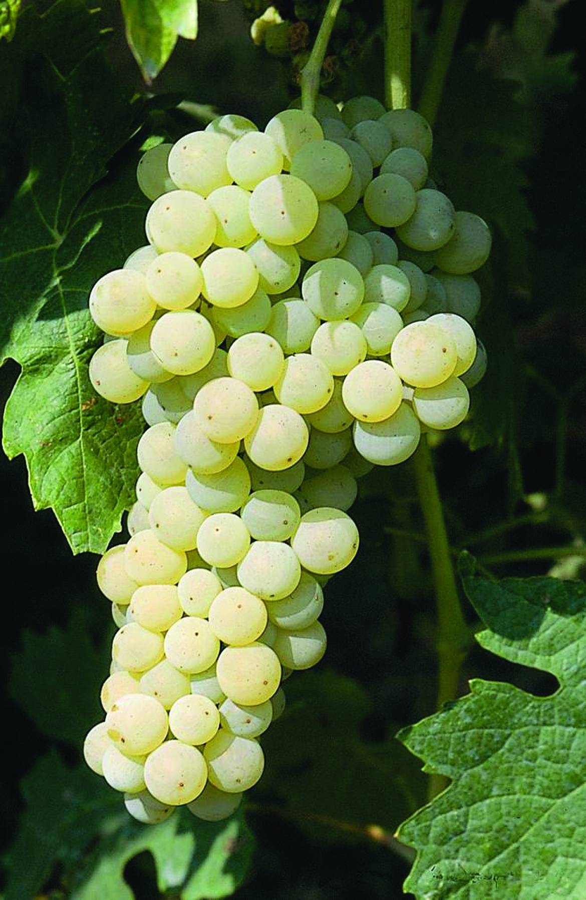 Vitis-vinifera-Trebbiano-Toscano-.jpg