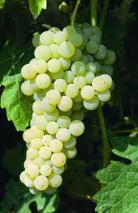 uva-vino-wine-grapes-raisin-de-cuve