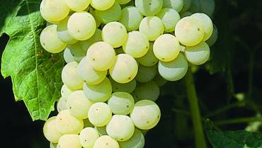 UVA DA VINO / WINE GRAPES / RAISIN DE CUVE