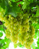 uva-tavola-table-grapes-raisin-de-table