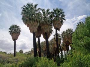 washingtonia