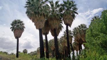 WASHINGTONIA