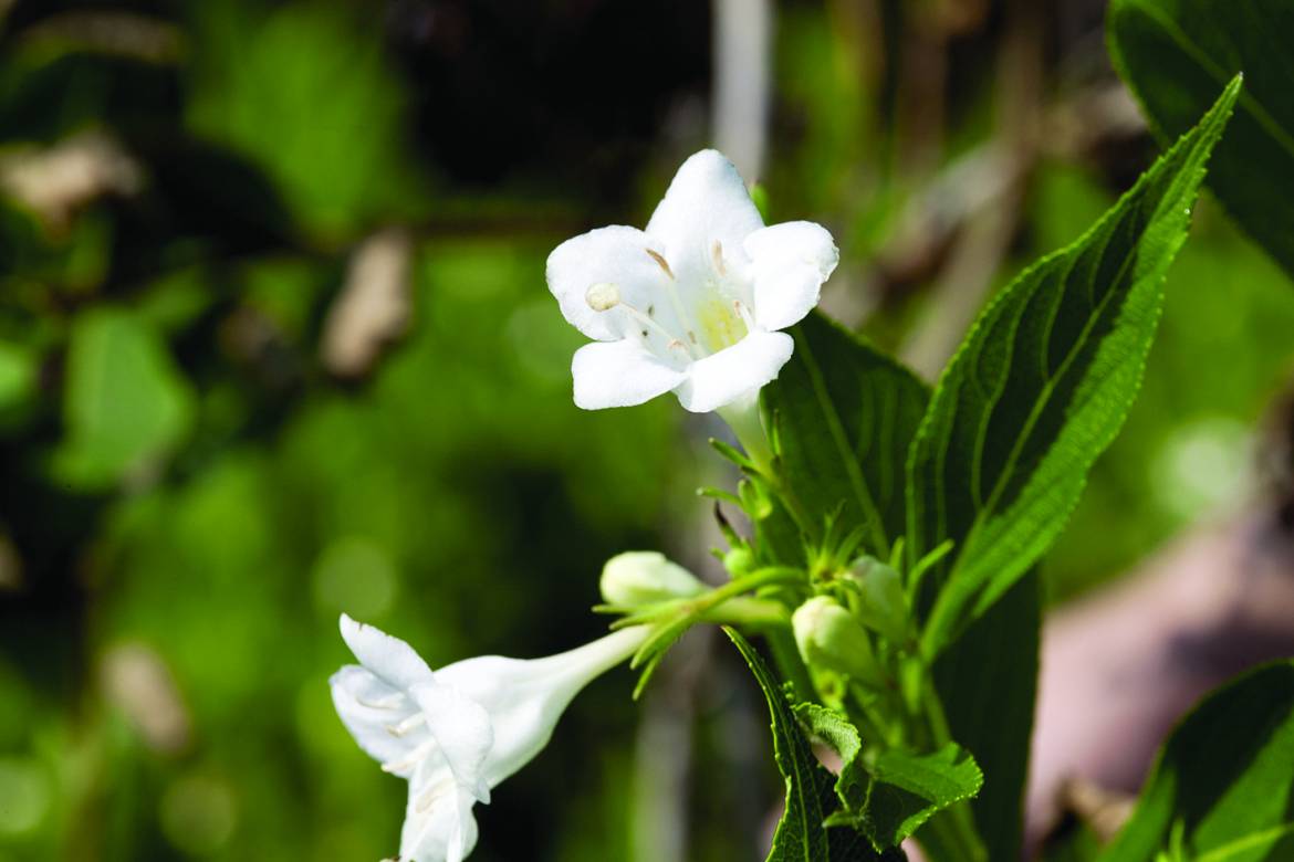 Weigela-Snowflake_0003.jpg