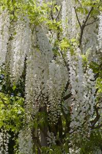 wisteria