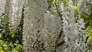 WISTERIA