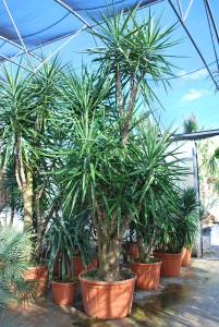 yucca