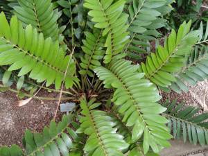 zamia