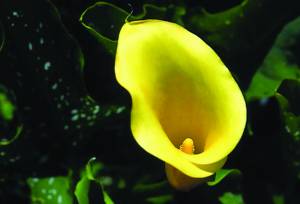 zantedeschia