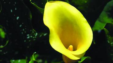 ZANTEDESCHIA