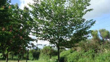 ZELKOVA