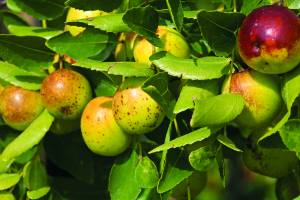 giuggiolo-jujube-tree-jujubier