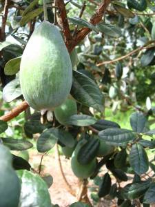 FEIJOA