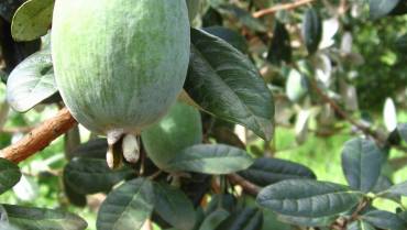 FEIJOA