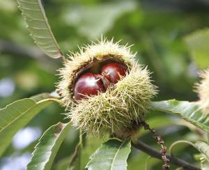 castagno-chestnut-châtaignier