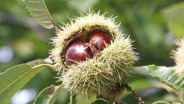 CASTAGNO / CHESTNUT / CHÂTAIGNIER