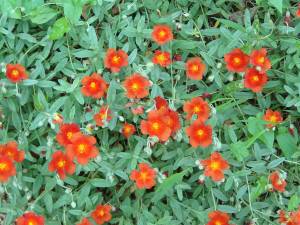 helianthemum