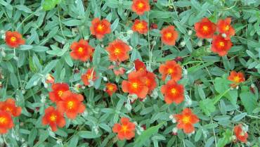 HELIANTHEMUM