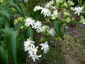 heptacodium