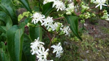 HEPTACODIUM