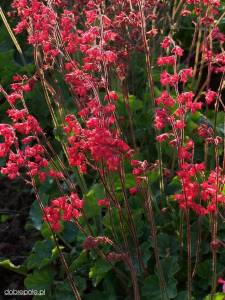 heuchera