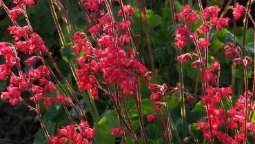 HEUCHERA