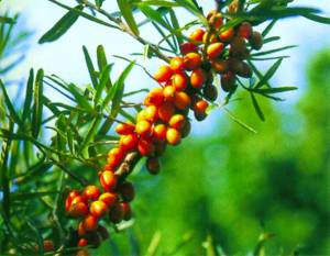 hippophae